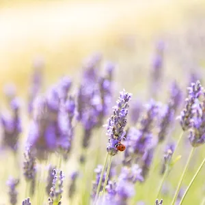 La Valle Della Lavanda - Podere Mezzastrada Bauernhof Fauglia